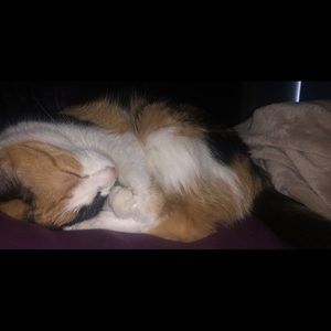 Meet your Posher, Amal